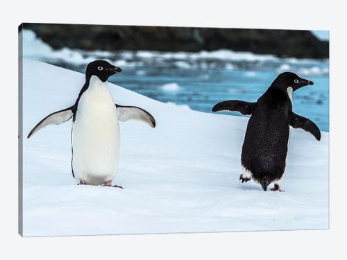 Two penguins in snow, Antarctic Peninsula, Antarctica C - Canvas Print