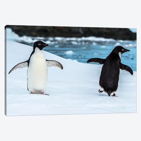 Two penguins in snow, Antarctic Peninsula, Antarctica Canvas Print #PIM15811} by Panoramic Images Canvas Print