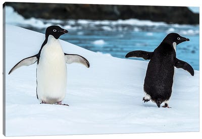 Two penguins in snow, Antarctic Peninsula, Antarctica Canvas Art Print - Antarctica Art