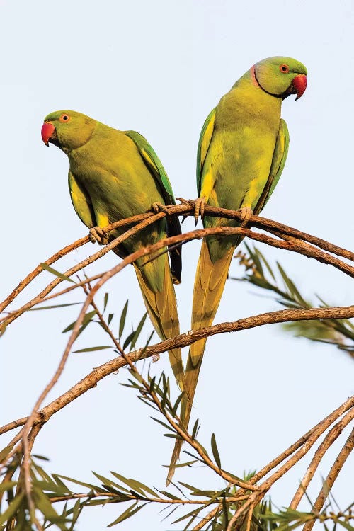 Two rose ringed parakeets  perching on branch, India