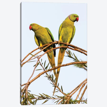 Two rose ringed parakeets  perching on branch, India Canvas Print #PIM15813} by Panoramic Images Canvas Print