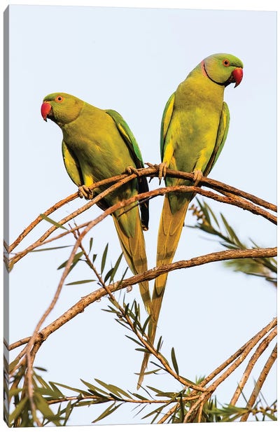 Two rose ringed parakeets  perching on branch, India Canvas Art Print - Parakeet Art