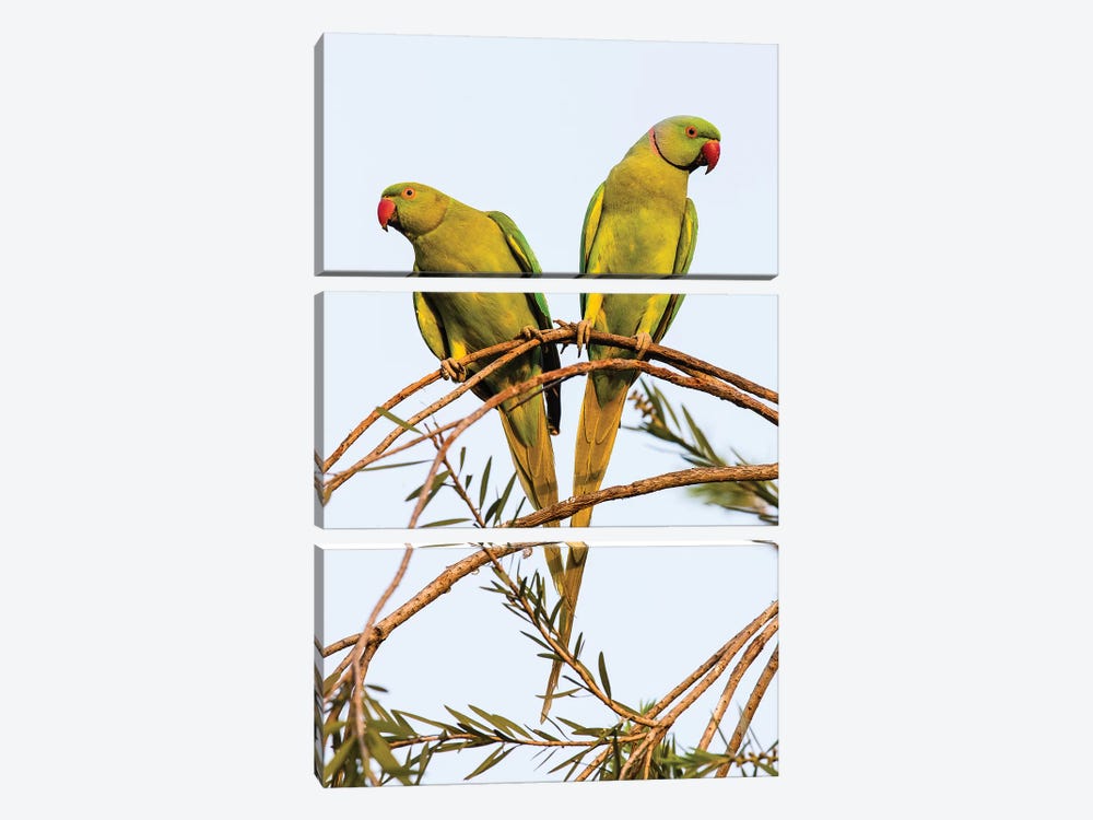 Two rose ringed parakeets  perching on branch, India by Panoramic Images 3-piece Art Print