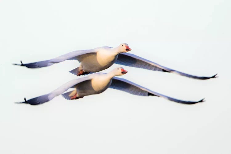 Two snow geese  flying against clear sky, Soccoro, New Mexico, USA