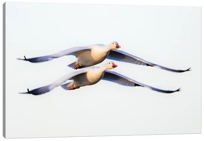 Two snow geese  flying against clear sky, Soccoro, New Mexico, USA Canvas Art Print - Goose Art