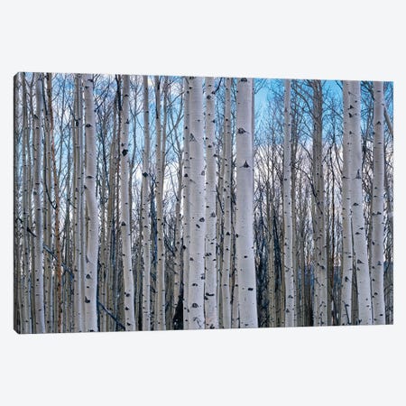 View of Aspen trees in a forest, Cedar Breaks National Monument, Utah, USA Canvas Print #PIM15819} by Panoramic Images Canvas Print