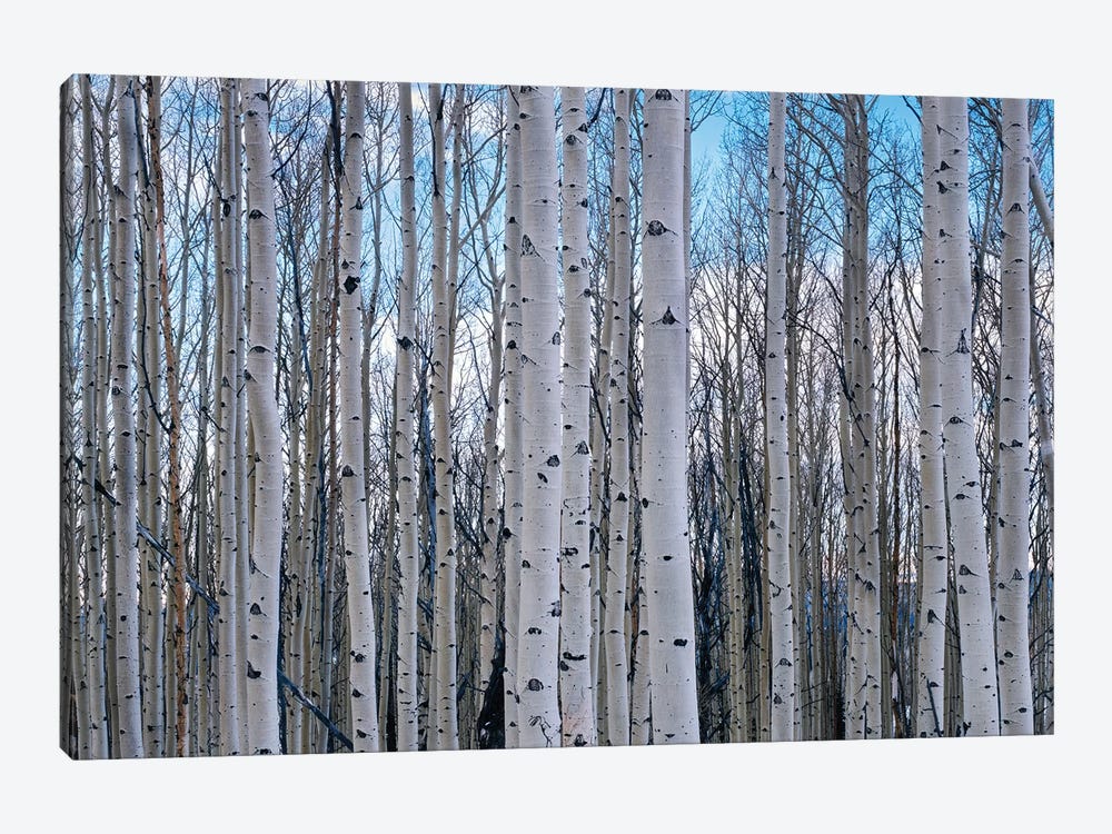 View of Aspen trees in a forest, Cedar Breaks National Monument, Utah, USA by Panoramic Images 1-piece Canvas Print