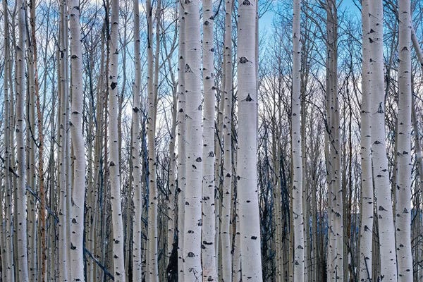 Utah: View of Aspen trees in a forest, Cedar Breaks National Monument, Utah, USA by Panoramic Images
