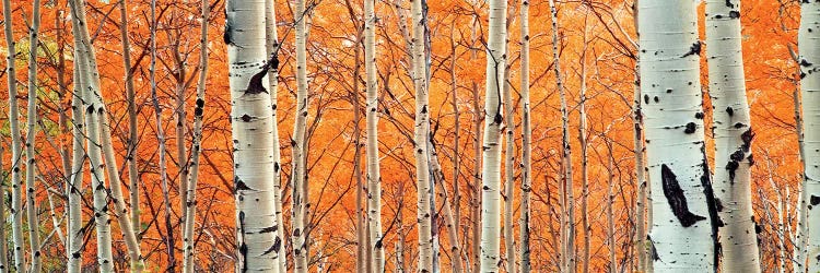 View of Aspen trees, Granite Canyon, Grand Teton National Park, Wyoming, USA,