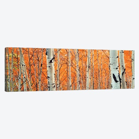 View of Aspen trees, Granite Canyon, Grand Teton National Park, Wyoming, USA, Canvas Print #PIM15820} by Panoramic Images Canvas Wall Art