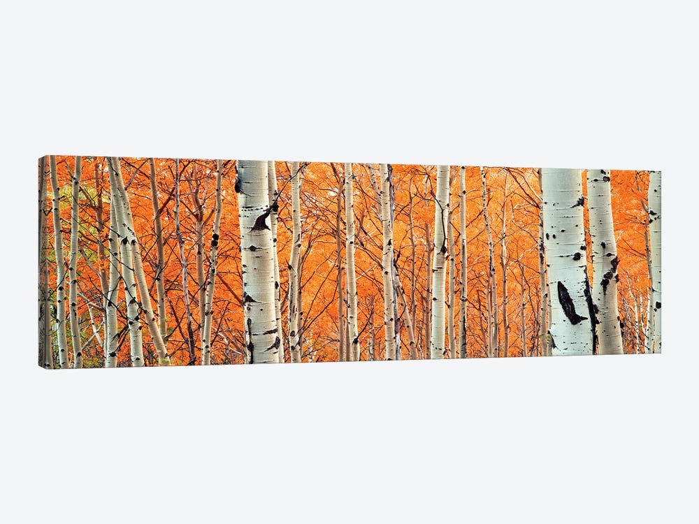 View of Aspen trees, Granite Canyon, Grand Teton National Park, Wyoming, USA, by Panoramic Images 1-piece Canvas Print