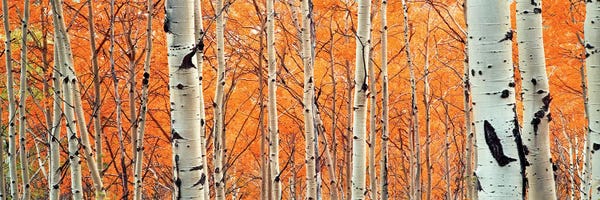 Wyoming: View of Aspen trees, Granite Canyon, Grand Teton National Park, Wyoming, USA, by Panoramic Images