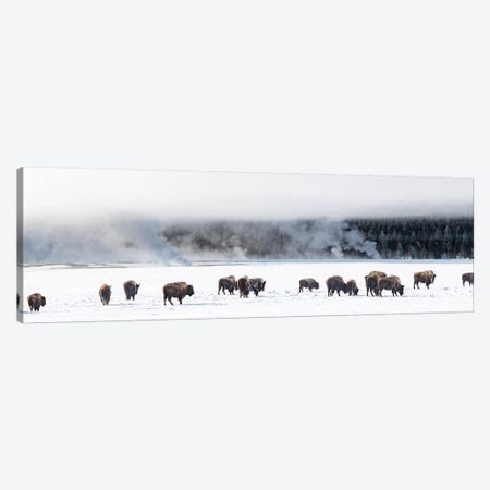 View of Bison herd  Fountain Flats, Yellowstone National Park, Wyoming, USA Canvas Print #PIM15821} by Panoramic Images Canvas Wall Art