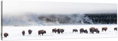 View of Bison herd  Fountain Flats, Yellowstone National Park, Wyoming, USA Canvas Art Print - Snowscape Art
