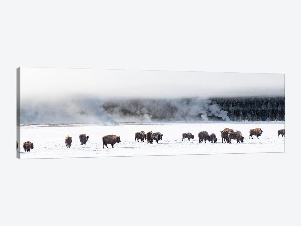 View of Bison herd  Fountain Flats, Yellowstone National Park, Wyoming, USA by Panoramic Images 1-piece Canvas Wall Art