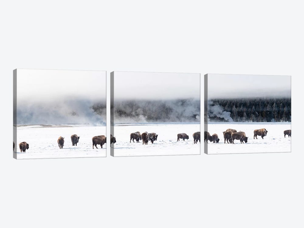 View of Bison herd  Fountain Flats, Yellowstone National Park, Wyoming, USA by Panoramic Images 3-piece Canvas Art