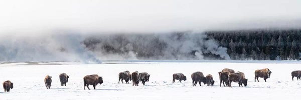 View of Bison herd  Fountain Flats, Yellowstone National Park, Wyoming, USA