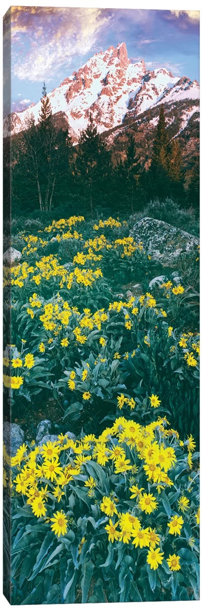View of blossoming Balsamroot, Mount Teewinot, Grand Teton National Park, Wyoming, USA Canvas Art Print - Wyoming Art