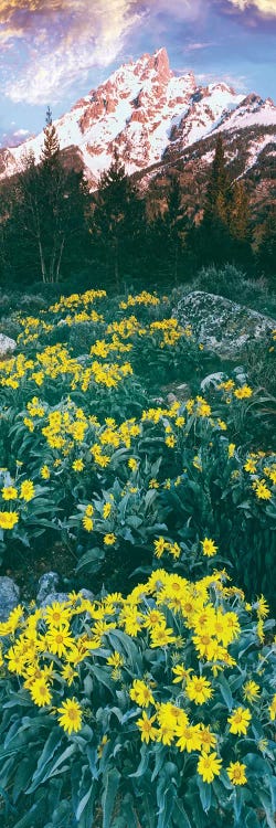 View of blossoming Balsamroot, Mount Teewinot, Grand Teton National Park, Wyoming, USA