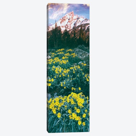 View of blossoming Balsamroot, Mount Teewinot, Grand Teton National Park, Wyoming, USA Canvas Print #PIM15822} by Panoramic Images Canvas Wall Art