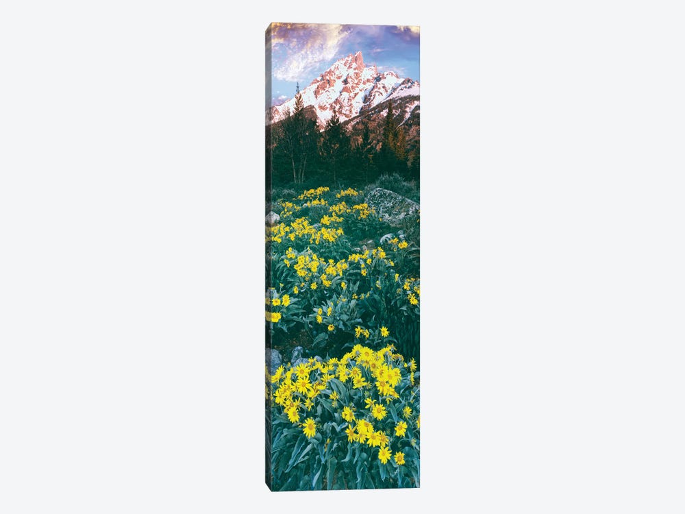 View of blossoming Balsamroot, Mount Teewinot, Grand Teton National Park, Wyoming, USA by Panoramic Images 1-piece Art Print