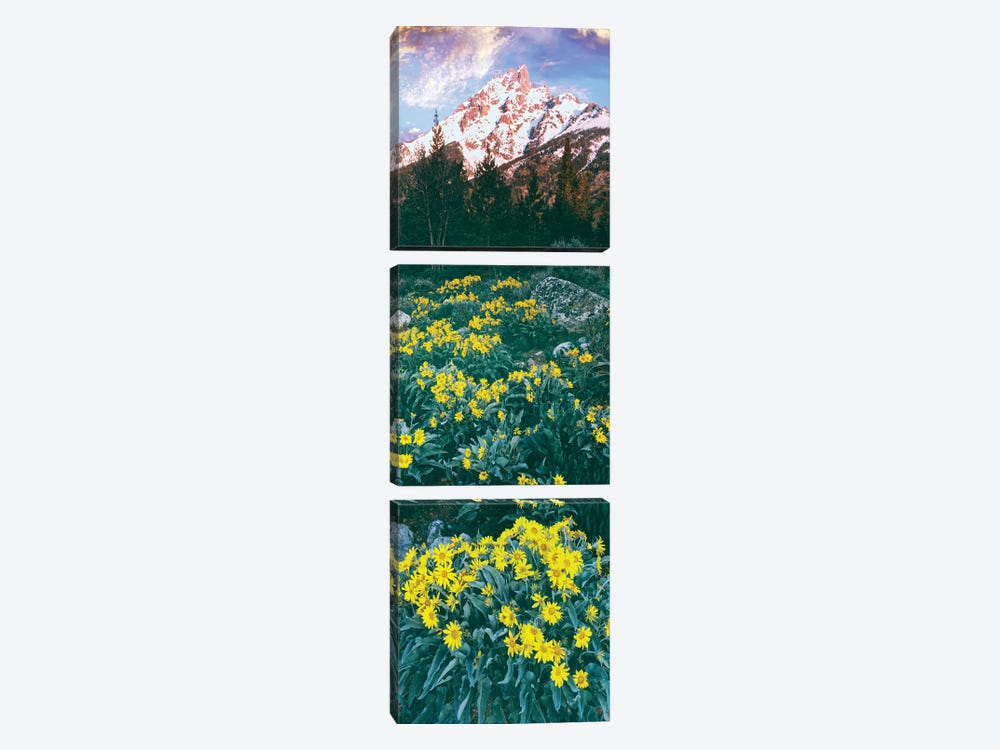 View of blossoming Balsamroot, Mount Teewinot, Grand Teton National Park, Wyoming, USA by Panoramic Images 3-piece Canvas Art Print