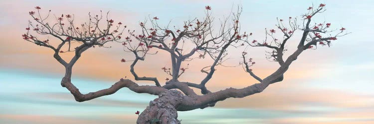 View of Coral Tree  at sunset, La Jolla, California, USA