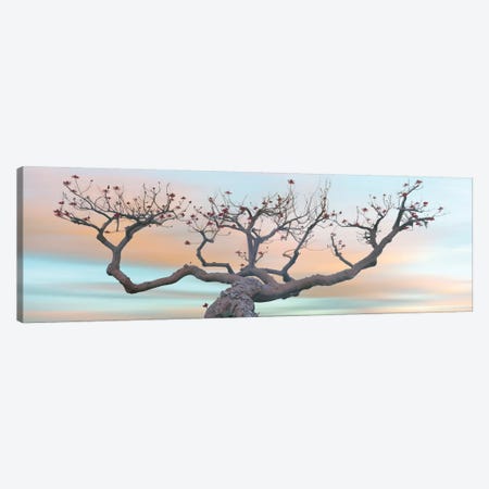 View of Coral Tree  at sunset, La Jolla, California, USA Canvas Print #PIM15825} by Panoramic Images Canvas Print