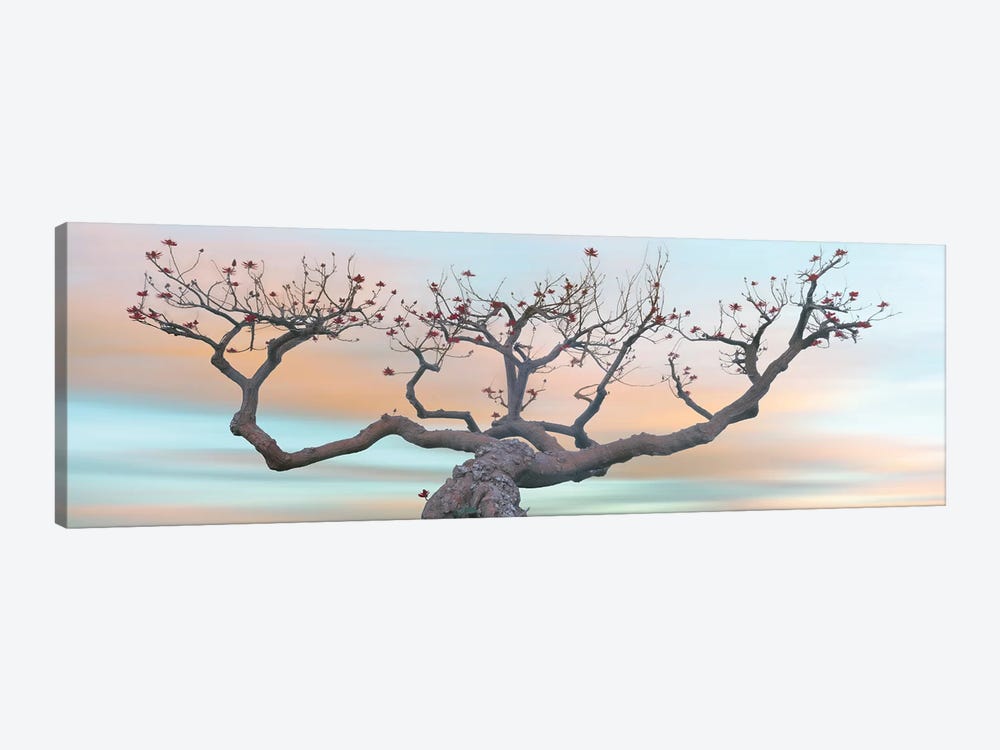 View of Coral Tree  at sunset, La Jolla, California, USA by Panoramic Images 1-piece Canvas Wall Art