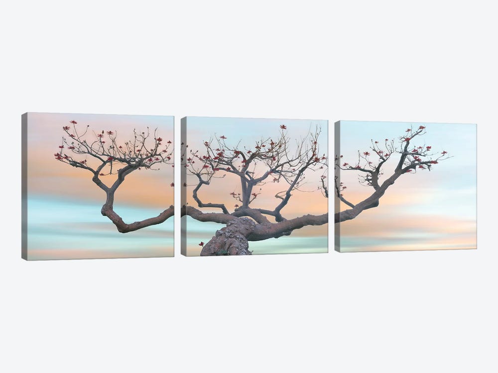 View of Coral Tree  at sunset, La Jolla, California, USA by Panoramic Images 3-piece Canvas Artwork