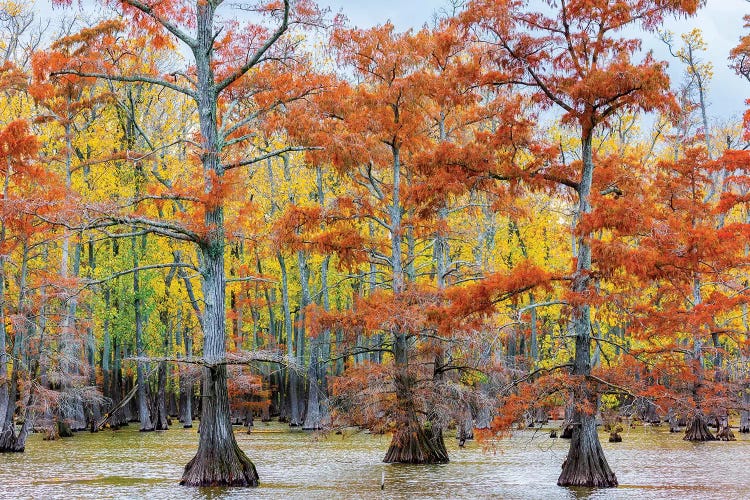 View of Cypress trees, Horseshoe Lake State Fish Wildlife Area, Alexander Co., Illinois, USA