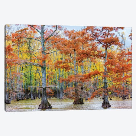 View of Cypress trees, Horseshoe Lake State Fish Wildlife Area, Alexander Co., Illinois, USA Canvas Print #PIM15827} by Panoramic Images Canvas Print
