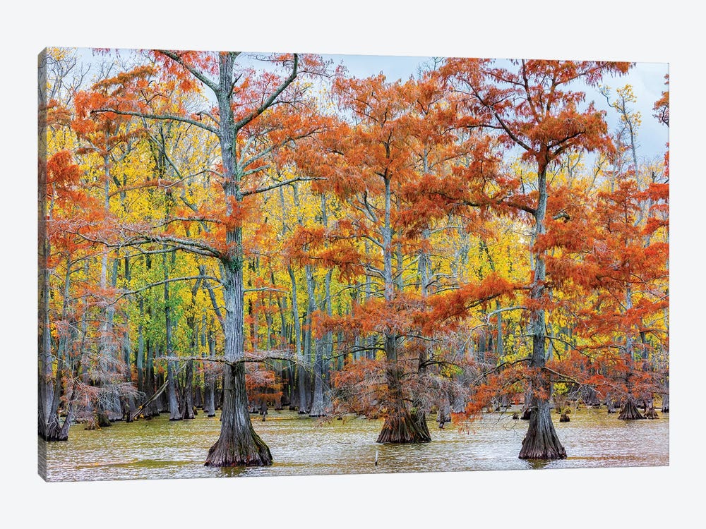 View of Cypress trees, Horseshoe Lake State Fish Wildlife Area, Alexander Co., Illinois, USA by Panoramic Images 1-piece Canvas Wall Art