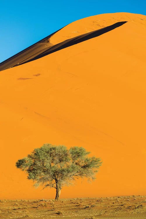 View of dunes and tree on desert, Sossusvlei, Namib-Naukluft National Park, Namibia, Africa