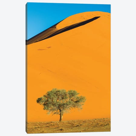 View of dunes and tree on desert, Sossusvlei, Namib-Naukluft National Park, Namibia, Africa Canvas Print #PIM15830} by Panoramic Images Canvas Print