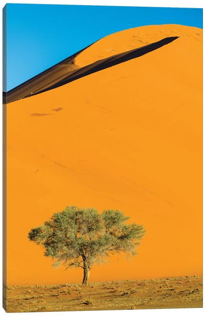 View of dunes and tree on desert, Sossusvlei, Namib-Naukluft National Park, Namibia, Africa Canvas Art Print - Namibia
