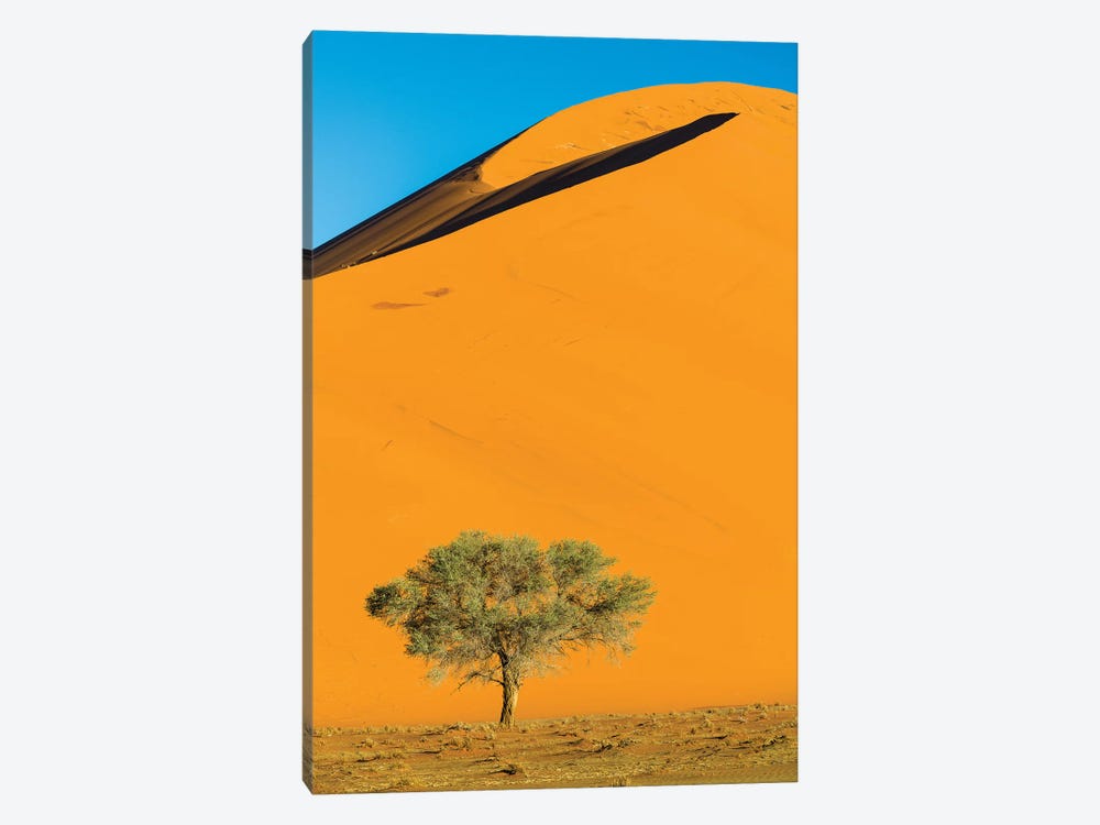 View of dunes and tree on desert, Sossusvlei, Namib-Naukluft National Park, Namibia, Africa by Panoramic Images 1-piece Canvas Wall Art