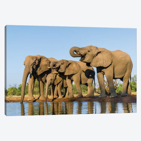 View of Elephant  family at water hole, Botswana, Africa Canvas Print #PIM15831} by Panoramic Images Canvas Art Print