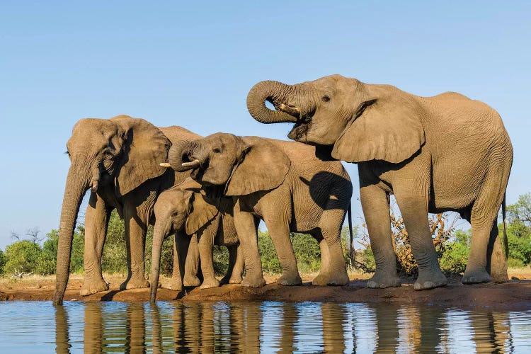 View of Elephant  family at water hole, Botswana, Africa