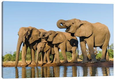 View of Elephant  family at water hole, Botswana, Africa Canvas Art Print - Elephant Art