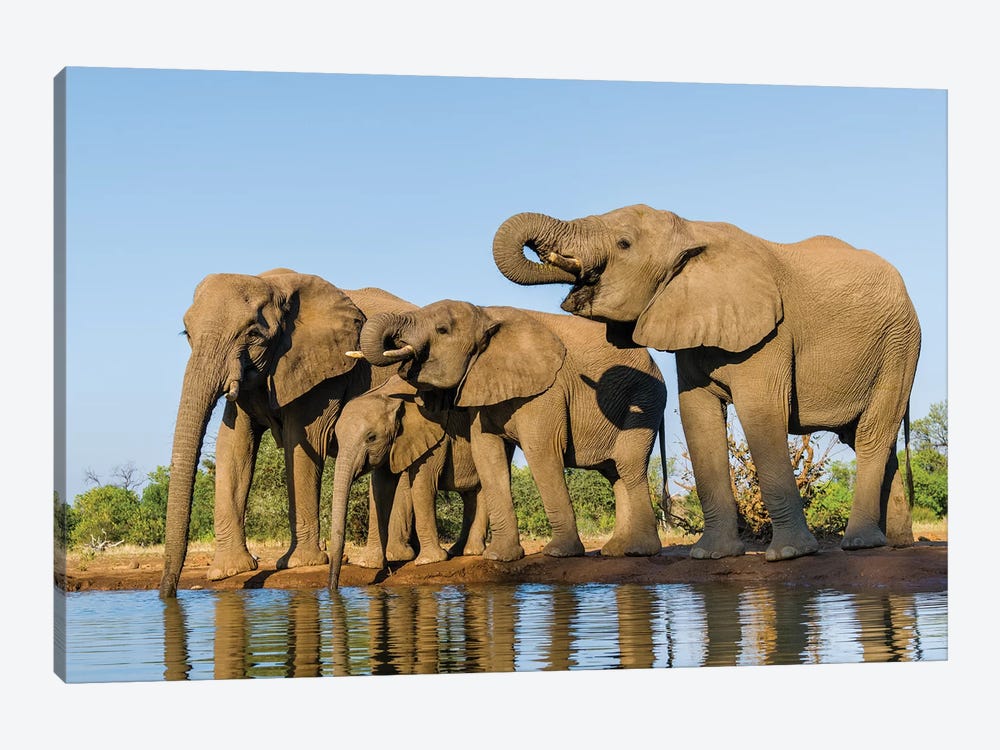 View of Elephant  family at water hole, Botswana, Africa by Panoramic Images 1-piece Canvas Art Print