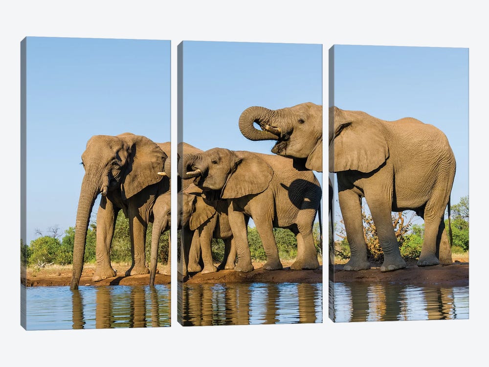 View of Elephant  family at water hole, Botswana, Africa by Panoramic Images 3-piece Canvas Art Print