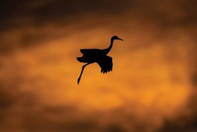 View of flying Sandhill crane, Soccoro, New Mexico, USA by Panoramic Images art print