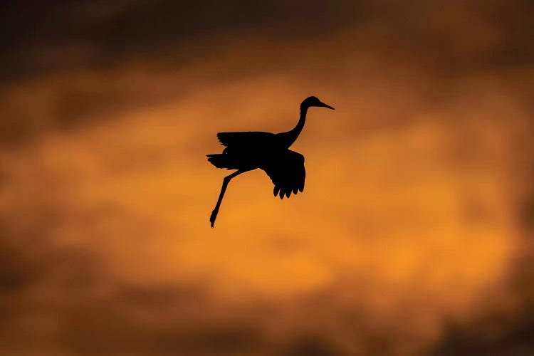 View of flying Sandhill crane, Soccoro, New Mexico, USA