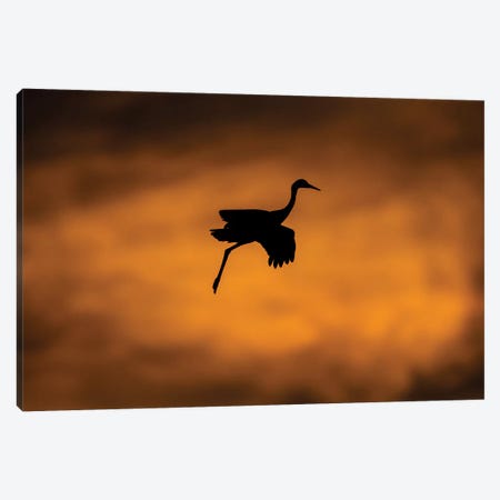 View of flying Sandhill crane, Soccoro, New Mexico, USA Canvas Print #PIM15833} by Panoramic Images Art Print