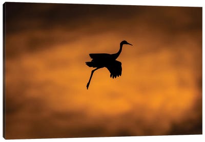 View of flying Sandhill crane, Soccoro, New Mexico, USA Canvas Art Print