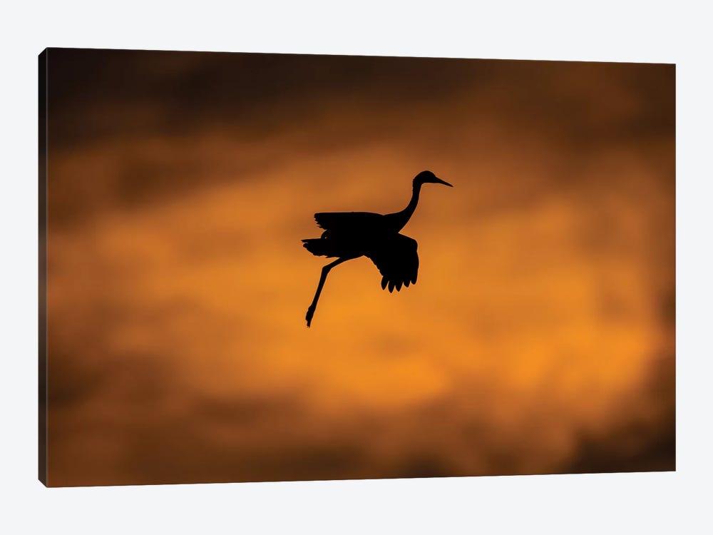 View of flying Sandhill crane, Soccoro, New Mexico, USA by Panoramic Images 1-piece Canvas Print