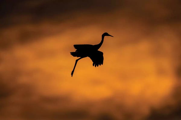 Socorro: View of flying Sandhill crane, Soccoro, New Mexico, USA by Panoramic Images