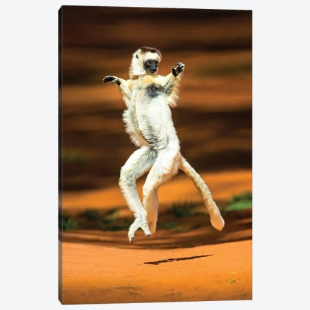 View of jumping verreaux's sifaka, Madagascar Canvas Print #PIM15837} by Panoramic Images Canvas Wall Art