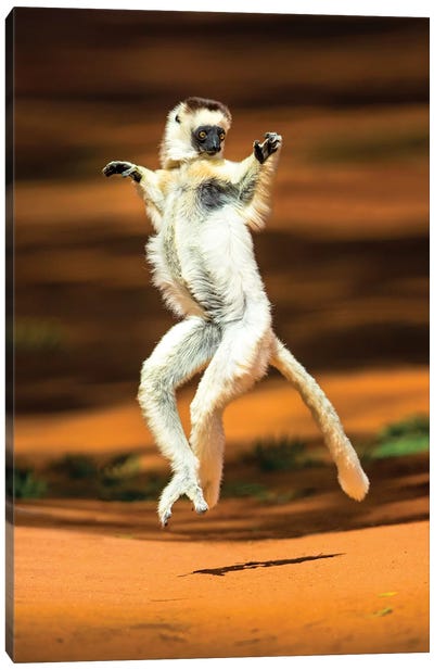 View of jumping verreaux's sifaka, Madagascar Canvas Art Print - Action Shot Photography